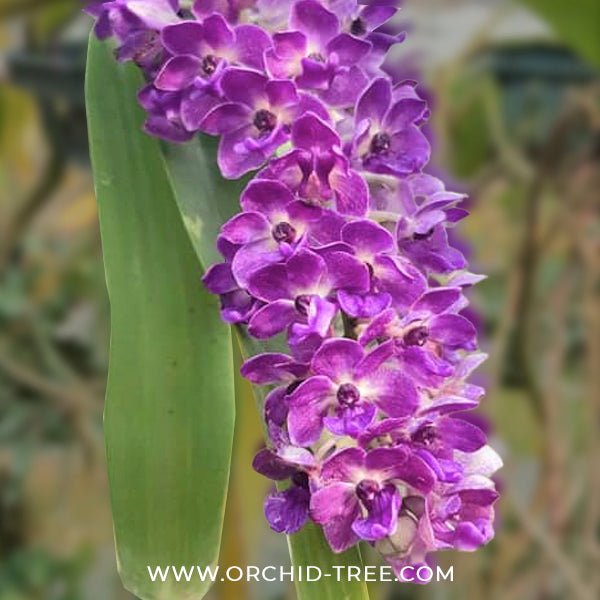 Rhynchostylis gigantea Blue Orchid Plant - BS