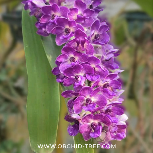 Rhynchostylis gigantea Blue Orchid Plant - BS