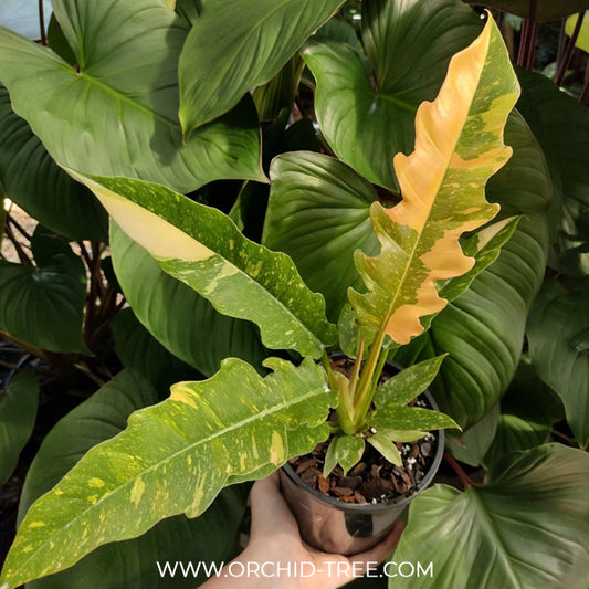Philodendron Ring of Fire