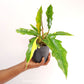 Philodendron Ring of Fire
