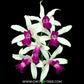 Cattleya (Myc.) RIOs Little Treasure Orchid Plant - BS