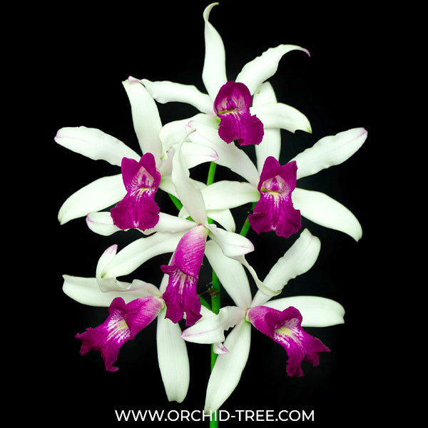 Cattleya (Myc.) RIOs Little Treasure Orchid Plant - FF