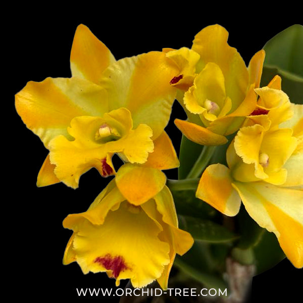 Cattleya River Kwai Bridge Orchid Plant - BS - Buy Orchids Plants Online by Orchid-Tree.com