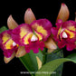 Cattleya (Ctt) River Kwai Floating Orchid Plant -BS