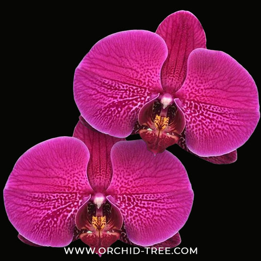 Phalaenopsis Lianher Rolex Orchid Plant - FF