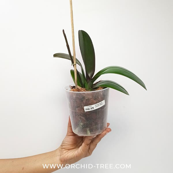 Phalaenopsis Lianher Rolex Orchid Plant - FF