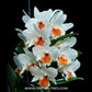 Dendrobium Roongakamol Orchid Plant - BS