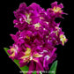 Dendrobium Rose Betty Red  - BS