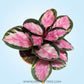Calathea Roseopicta 'Rosy'