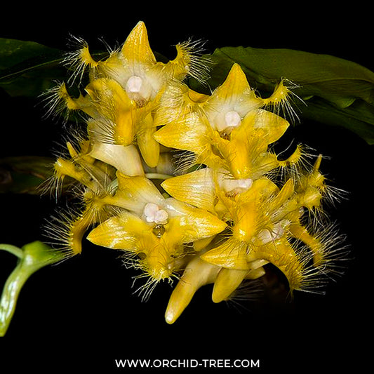 Dendrobium roslii sp. - FF