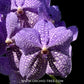 Vanda Rothschildiana Orchid Plant - BS