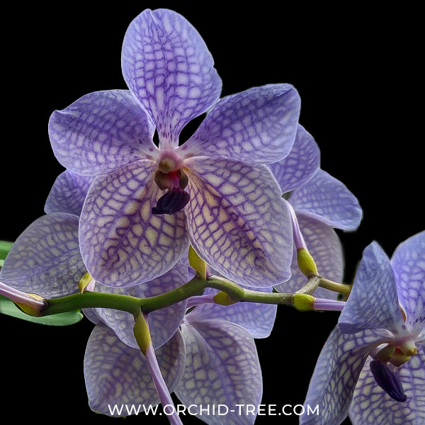 Vanda Rothschildiana Orchid Plant - BS