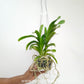 Vanda Rothschildiana Orchid Plant - BS