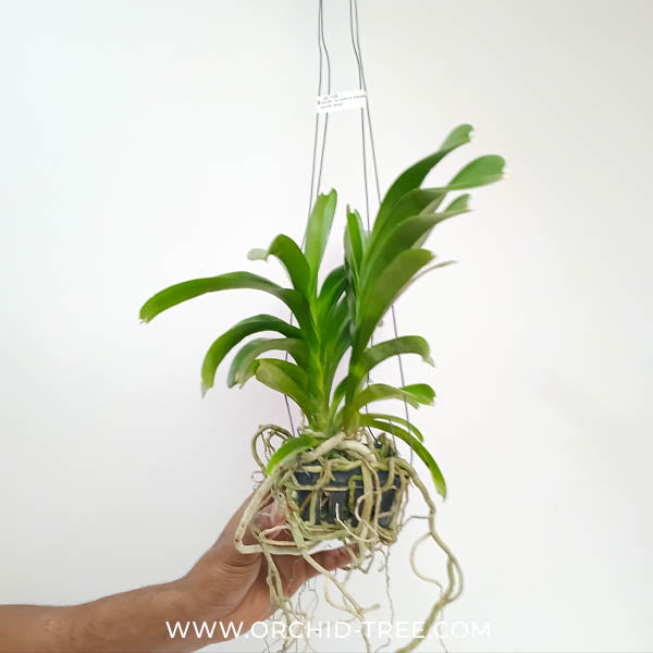 Vanda Rothschildiana Orchid Plant - BS