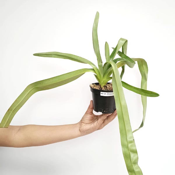 Paphiopedilum phillipinense ‘mercury’ x rothchildianum C01 Orchid Plant - BS