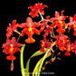 Oncidium (Burr.) Guann Shin Rouge 'Ruby'- BS