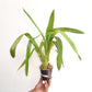 Oncidium (Burr.) Guann Shin Rouge 'Ruby'- BS
