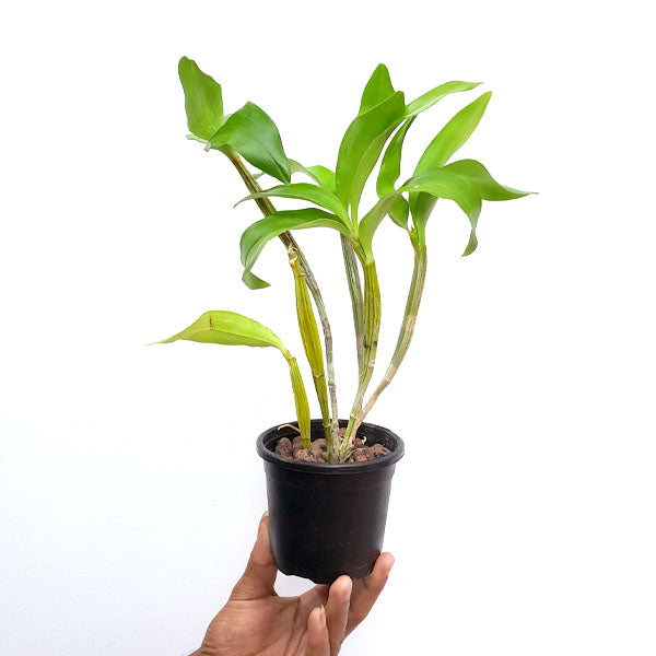 Dendrobium Roy Tokunaga - BS