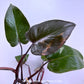 Philodendron Royal Queen