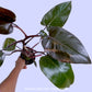Philodendron Royal Queen