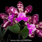 Cattleya Royal Cognac Orchid plant Orchid Plant - BS - Buy Orchids Plants Online by Orchid-Tree.com