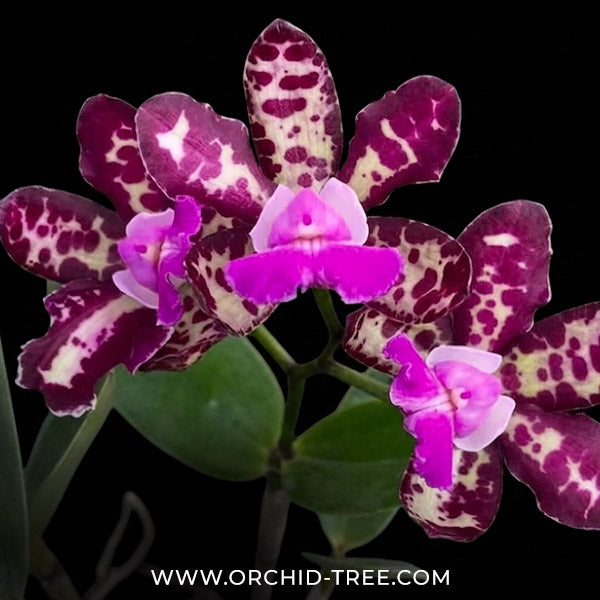 Cattleya Royal Cognac Orchid plant Orchid Plant - BS - Buy Orchids Plants Online by Orchid-Tree.com
