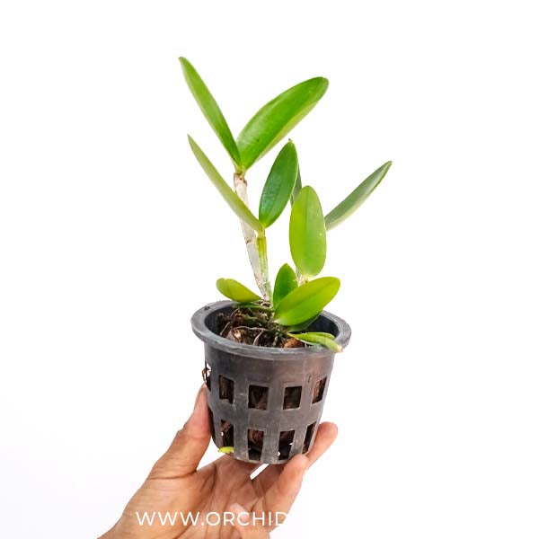 Cattleya Royal Cognac Orchid plant Orchid Plant - BS - Buy Orchids Plants Online by Orchid-Tree.com