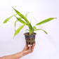 Oncidium (Milt) Royal Robe Orchid Plant- BS