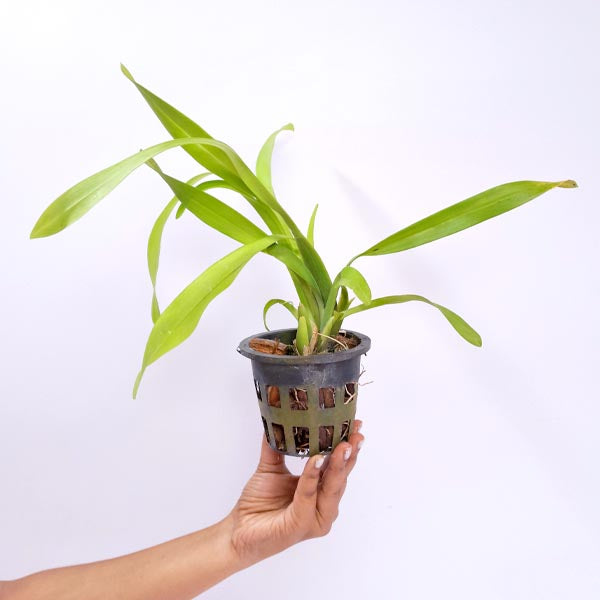 Oncidium (Milt) Royal Robe Orchid Plant- BS
