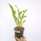 Oncidium (Bratonia) Royal Robe Orchid Plant - BS