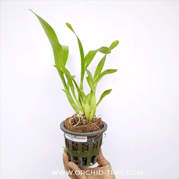 Oncidium (Bratonia) Royal Robe Orchid Plant - BS