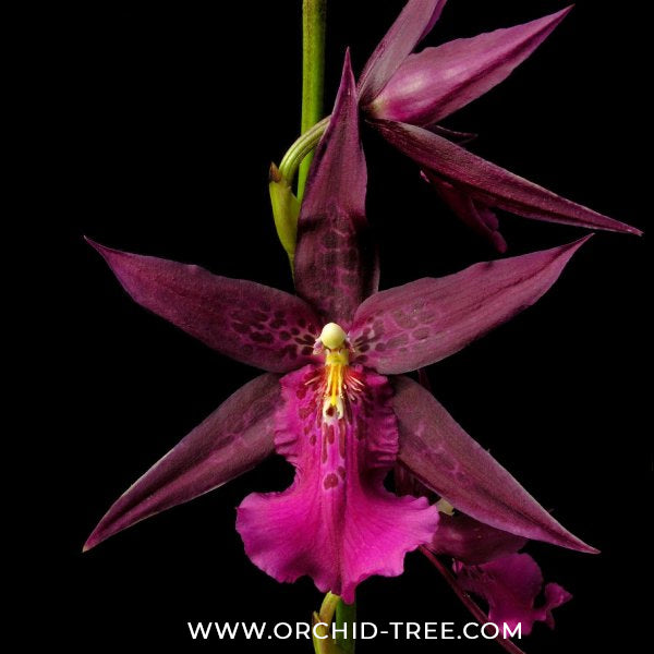 Oncidium (Bratonia) Royal Robe Orchid Plant - BS