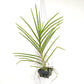 Vanda (Ruby Prince x Ascocenda Wilas) Orchid Plant - BS