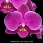 Phalaenopsis Ruby Whisper Orchid Plant - FF