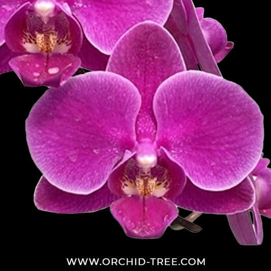 Phalaenopsis Ruby Whisper Orchid Plant - FF