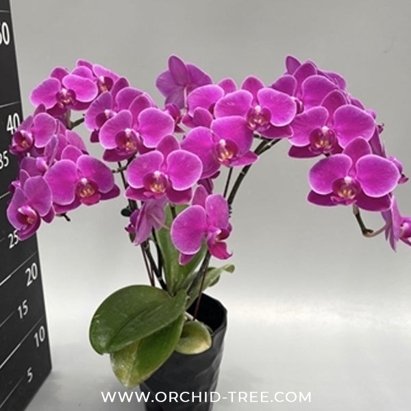Phalaenopsis Ruby Whisper Orchid Plant - FF