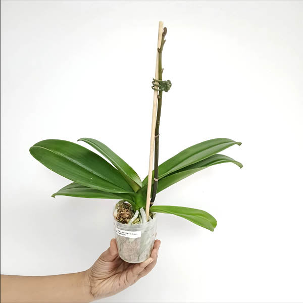 Phalaenopsis Ruby Whisper Orchid Plant - FF