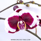 Phalaenopsis Rum Red Orchid Plant - FF