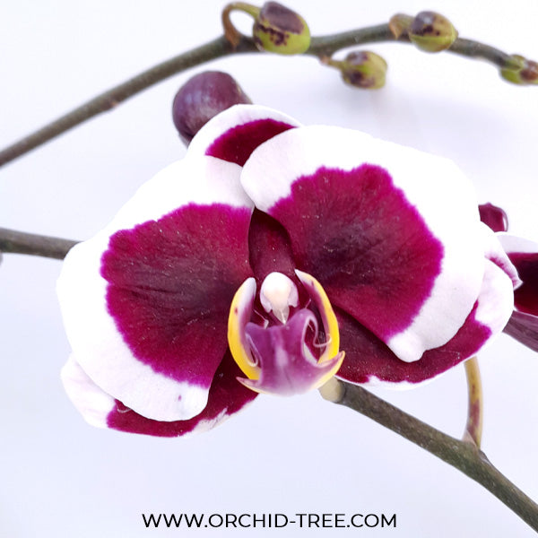 Phalaenopsis Rum Red Orchid Plant - FF