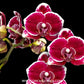 Phalaenopsis Rum Red Orchid Plant - FF