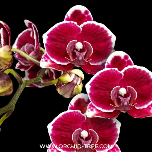 Phalaenopsis Rum Red Orchid Plant - FF
