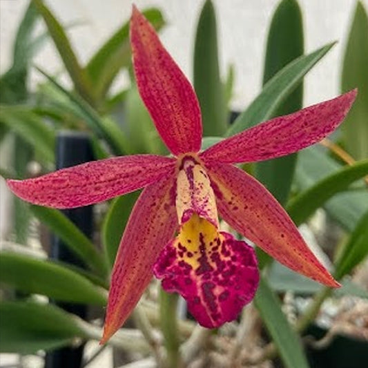 Cattleya Rustic Spots #2 Orchid Plant - BS