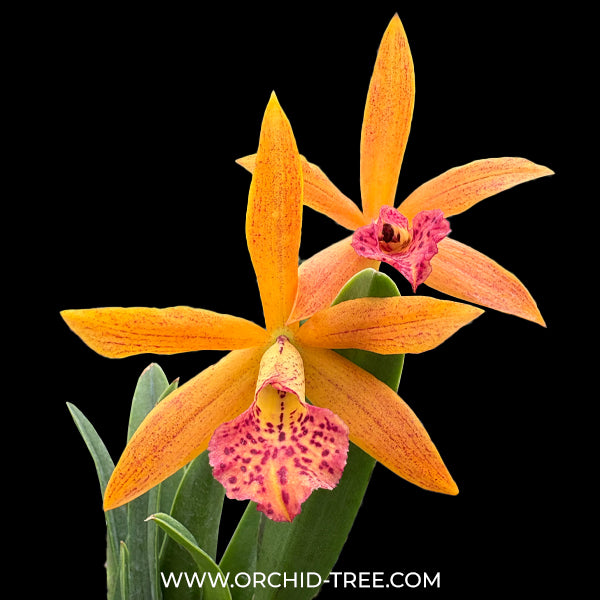 Cattleya Rustic Spots #2 Orchid Plant - BS