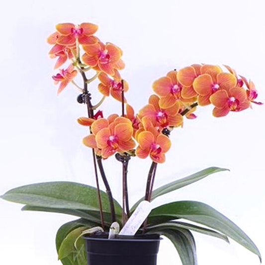 Phalaenopsis Shin Tuan Golden Orange Orchid Plant - FF