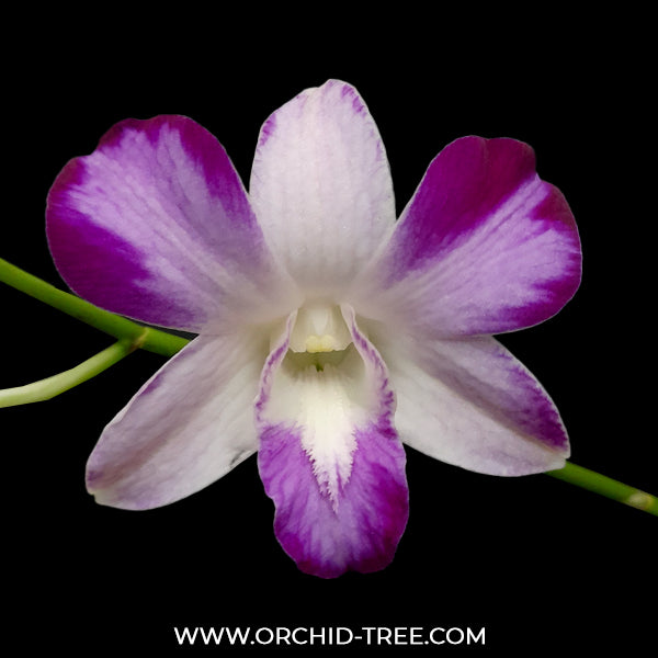 Dendrobium Splash Dark Edge - FF