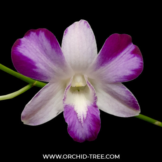 Dendrobium Splash Dark Edge - FF