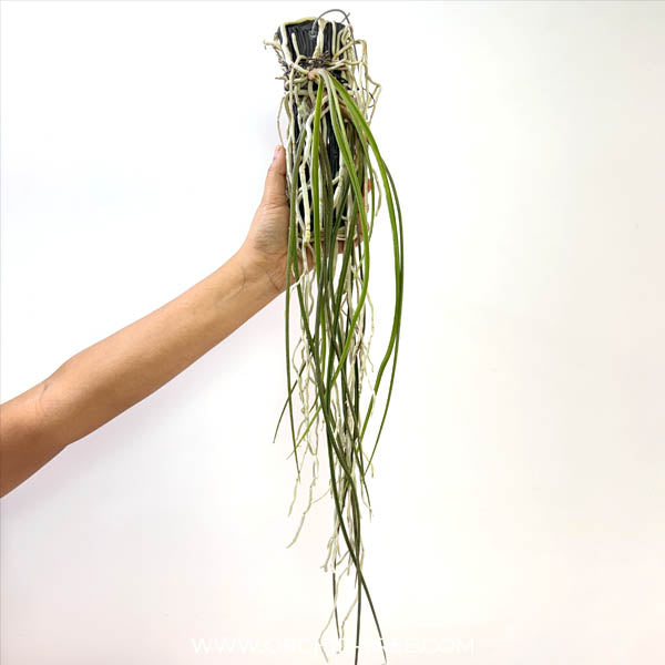Seidenfadenia mitrata sp. Orchid Plant - BS
