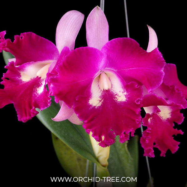 Cattleya (Rlc.) Sa-Ngob Delight Orchid Plant - BS