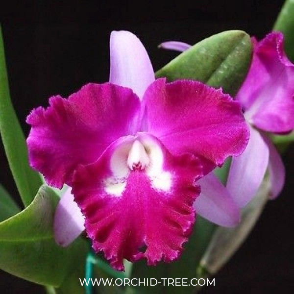 Cattleya (Rlc.) Sa-Ngob Delight Orchid Plant - BS