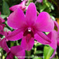 Dendrobium Ruby Red X Sakda Beauty Orchid plant - FF